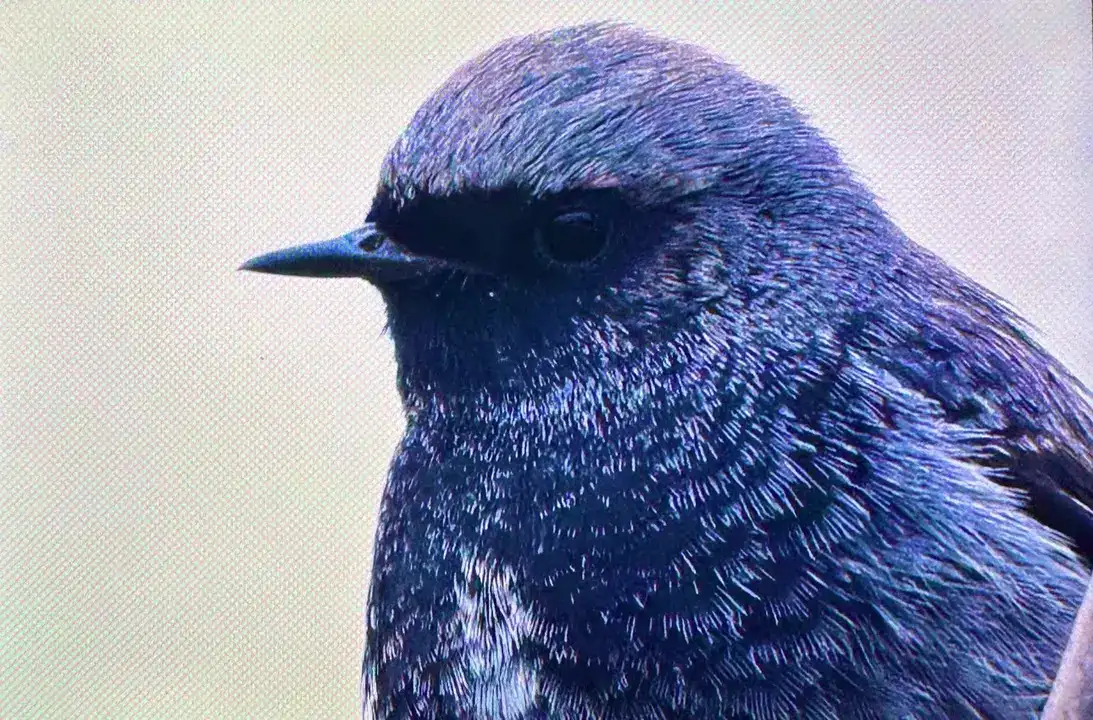 Afrika'dan Antalya'ya: 3 Günde 103 Kuş Türü Kaydedildi 10